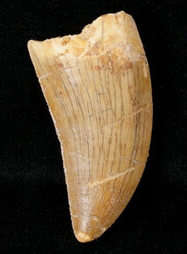 Nice Carcharodontosaurus Tooth #17012